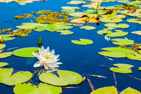 水ユリ白い花と緑の葉は鮮やかな青い滑らかな湖の水面に浮かぶ アジアの庭の花の自然景観図 — ストック写真