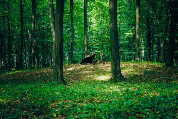 Floresta Conto Fadas Verde Profundo Bela Paisagem Paisagem Europeia Com — Fotografia de Stock