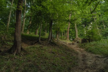 güzel renkli yeşil atmosfer dağ ormanı manzara manzara yaz sezonu hava zaman ve yürüyüş için yalnız zemin izi doğal çevre 