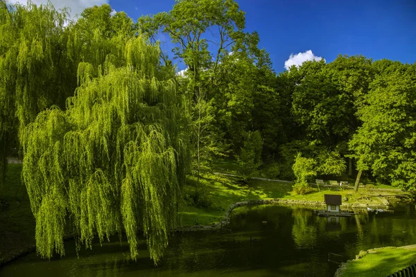 Яркий Красочный Идиллический Парк Открытом Воздухе Живописный Пейзаж Зелеными Деревьями — стоковое фото