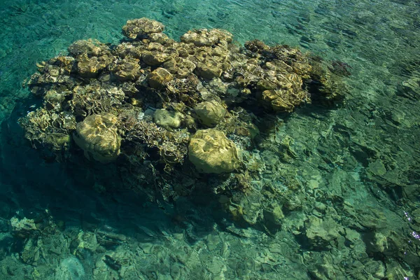 Vista Fundo Mar Através Água Transparente Com Recife Coral Ecologia — Fotografia de Stock