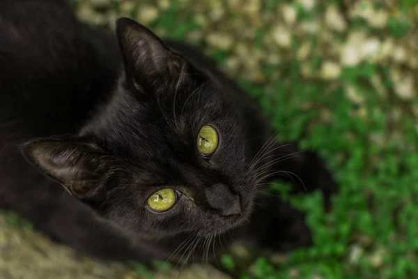 Calle Negro Gato Con Amarillo Ojos Buscando Animal Retrato Desenfocado — Foto de Stock