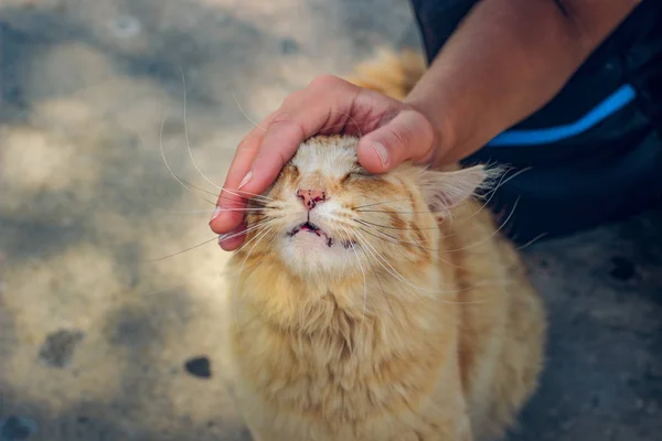 human cat stroking street cat