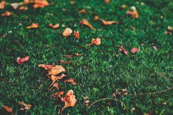 Falling Leaves Autumn Concept Season Picture Green Grass Background — Stock Photo, Image