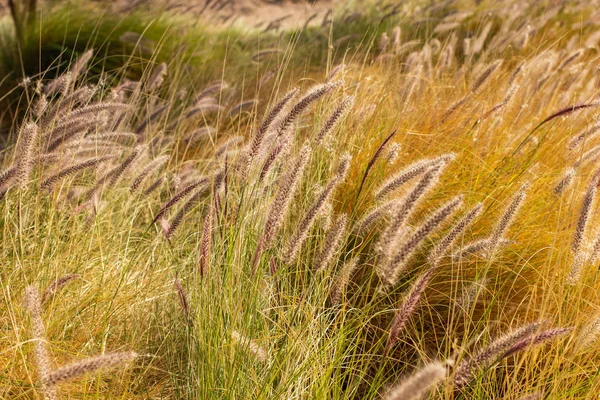 Colheita Temporada Dourado Cereais Campo Rural País Lado Cênica Vista — Fotografia de Stock