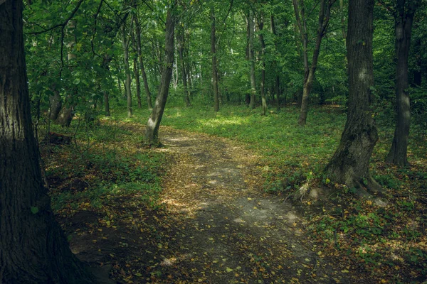 Začátek Podzimu Lesní Scenérie Krajina Přírodní Prostředí Úzkou Pozemní Zakřivenou — Stock fotografie