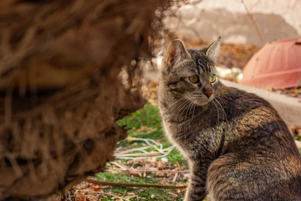 Sitzende Straßenkatze Und Palmenrinde Vordergrund Natürliche Umgebung — Stockfoto