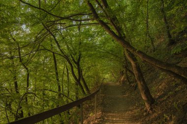 yumuşak turuncu güneş seti aydınlatma akşam orman manzara doğal çevre, insanlar olmadan yürümek için yalnız dar iz 