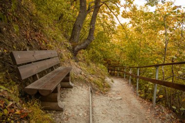 sonbahar orman manzara altın karamsar huzurlu bir ortam yürüyüş ve dinlenme için yalnız ahşap tezgah için iz ile, hiçbir kişi 