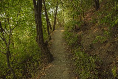 ağaçlar arasında dar bir iz ile yaz parkı yeşil yeşillik doğal doğal çevre 