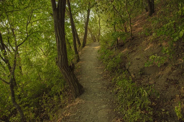 Parque Verano Follaje Verde Entorno Natural Escénico Con Sendero Estrecho — Foto de Stock