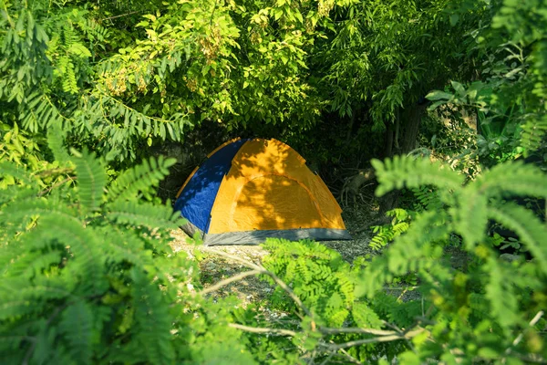 Osamělý Oranžový Tábor Zelených Rostlinech Listí Přírodní Rámec Cestování Turistika — Stock fotografie