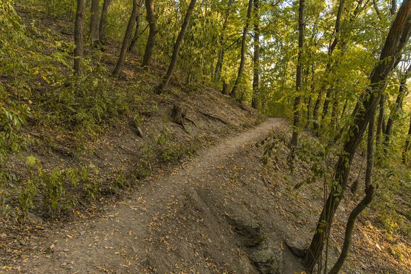 Самотній Підземний Слід Ранньому Осінньому Лісі — стокове фото