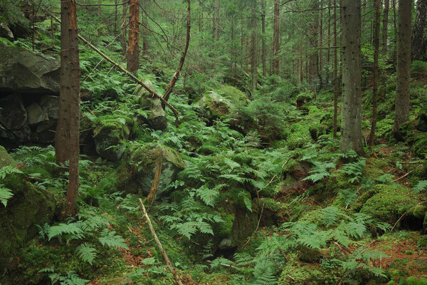 живописные глубокие яркие зеленые горные леса горный пейзаж природная среда без людей
