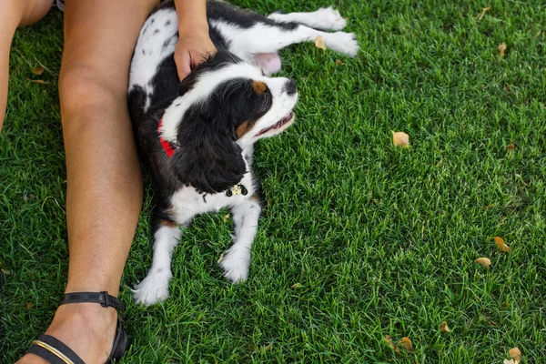 Cane Ragazza Amicizia Immagine Posa Verde Erba Sfondo Prato Vista — Foto Stock