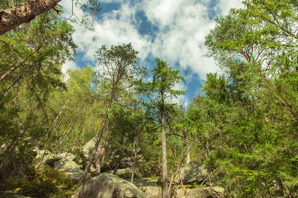 Hohe Bäume Lebhaftes Grünes Laub Der Berge Felsigen Hochland Wald — Stockfoto