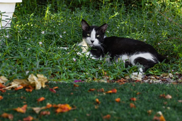 Preto Branco Gato Retrato Que Coloca Jardim Verde Grama Flor — Fotografia de Stock