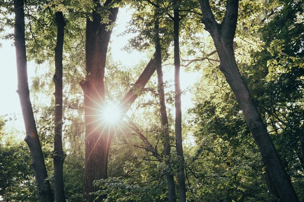 劇的な日の出の朝の風景公園の木の枝や葉のシルエットの背景 — ストック写真