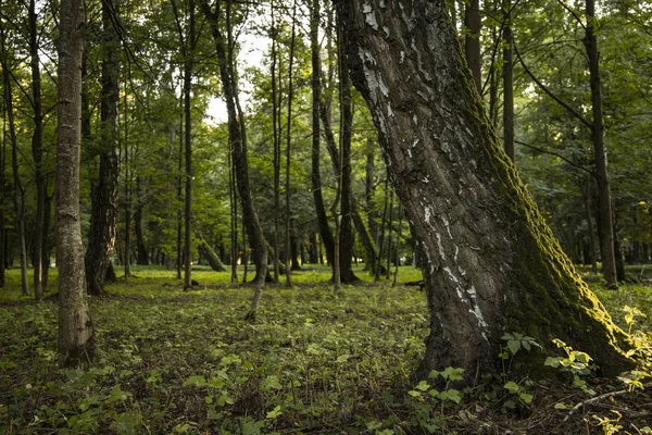 Paisagem Paisagem Florestal Com Folhagem Verde Árvores Casca Primeiro Centro — Fotografia de Stock