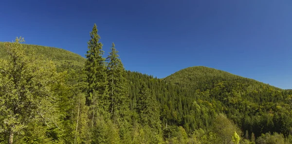 Mountain Forest Landschap Landschap Idyllische Natuurlijke Uitzicht Groene Pijnbomen Levendige — Stockfoto