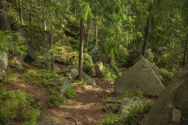 Peri Masalı Güneşli Renkli Dağ Ormanı Yayla Çam Ağacı Yeşil — Stok fotoğraf