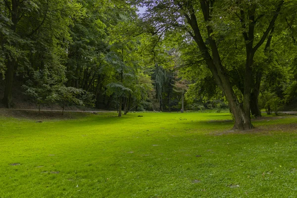 Canlı Yeşil Çim Çayır Ağaçlar Yeşillik Ile Yaz Parkı Manzara — Stok fotoğraf