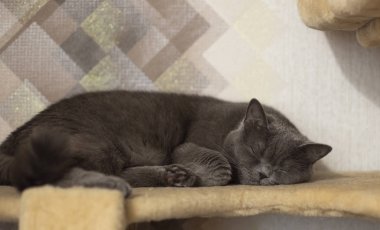 Duvar kağıdı arka plan boş kopya alanı ile ev iç ortamda evcil hayvanlar için yumuşak bir raf İngiliz uyuyan evcil kedi portresi 