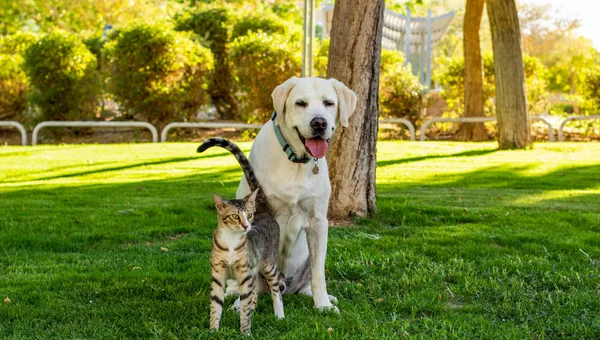 köpek ve kedi yürüyüş zamanında park açık sahne manzara doğal ortamda iki evcil hayvan portre 