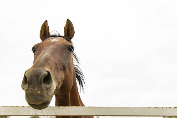 funny horse portrait photography animal looking at camera with focus on eye, gray and white sky background copy space