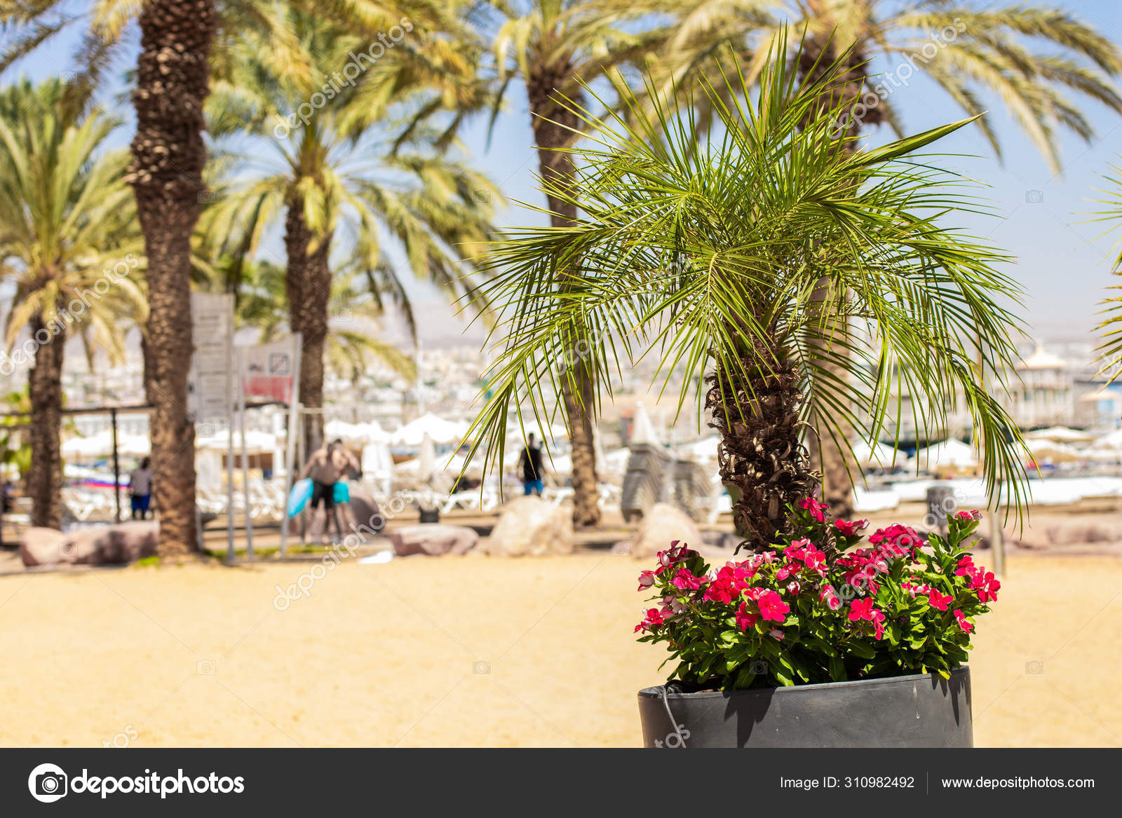 Tropic Exotic Park Outdoor Bright Sunny Scenery Landscape View