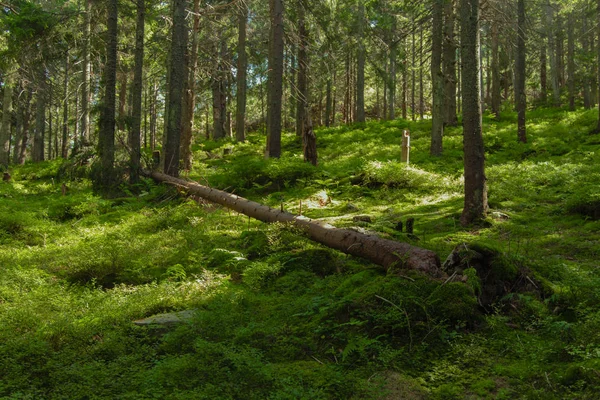 Sprookje Europese Highland Bos Groen Gebladerte Landschap Landschap Kleurrijke Natuurlijke — Stockfoto