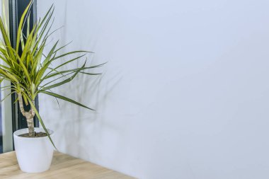 beyaz duvar arkaplan arkaplan arkaplan boş metin veya yazıt için kopya alanı ile pencere kenarındaki iç ev ortamı üzerine yeşil bitki vazosu 