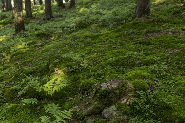 Grünes Gras Und Moos Wald Bodendecker Mit Baumstumpf Und Tannenzapfen — Stockfoto