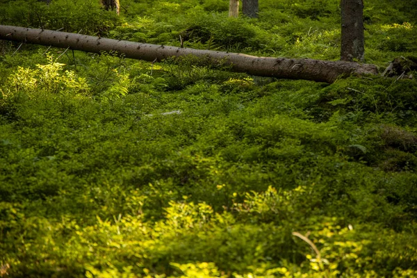 Kappen Boom Sprookjesachtige Bos Landschap Met Groen Gebladerte Dekking Voorgrond — Stockfoto