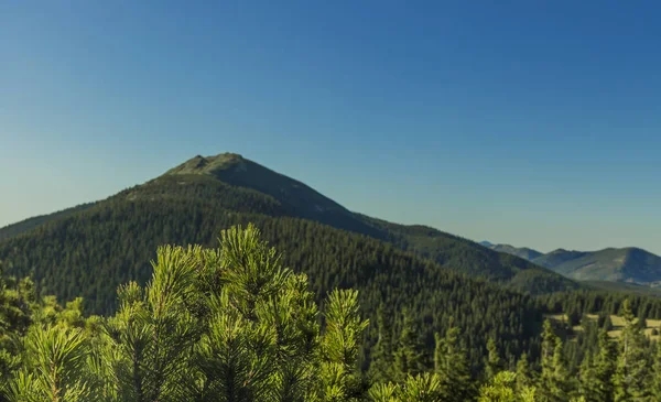 Bosque Ucraniano Montaña Fondo Pantalla Cartel Viajes Fotografía Con Aguja — Foto de Stock