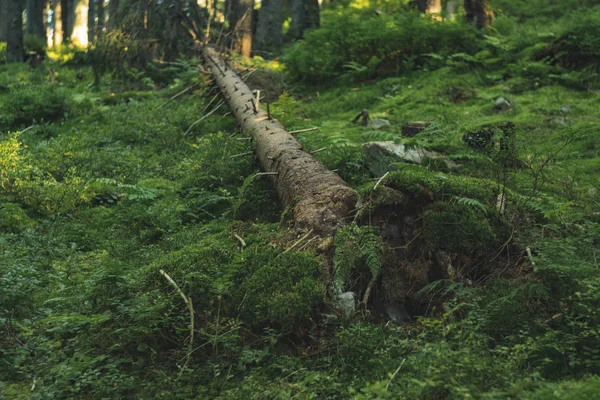 Fantasy Pohádka Hluboké Lesní Scenérie Krajina Místní Pohled Kácení Stromů — Stock fotografie