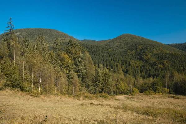 Herbst Jahreszeit Braun Farben Launisch Landschaft Kiefern Bäume Berg Wald — Stockfoto