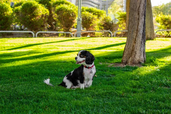 Rey Charles Cavalier Mascota Doméstica Adorable Perro Retrato Mira Hacia —  Fotos de Stock