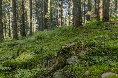 Peri masalı dağ ormanları yeşillik yeşillik ve yosun zemin kaplama kompozisyon merkezli manzara 