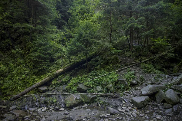 Kesilen ağaçlar ve kayalar ile karanlık, nemli orman manzarası 