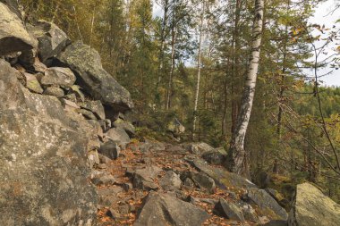 Kuzey Avrupa dağ manzarasının dramatik karamsar huş ağacı ormanları. Soğuk sonbahar mevsiminde doğa rezervasyonu. 