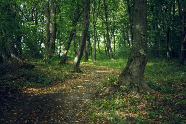 Renkli yeşil, sarı ve kahverengi orman manzaralı doğa. Ağaçlar arasında boş zemin kıvrımlı patika var. 