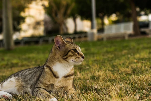 Fotogene Obdachlose Straßenkatze Portrait Liegt Park Freien Graswiese Unscharfen Hintergrund — Stockfoto