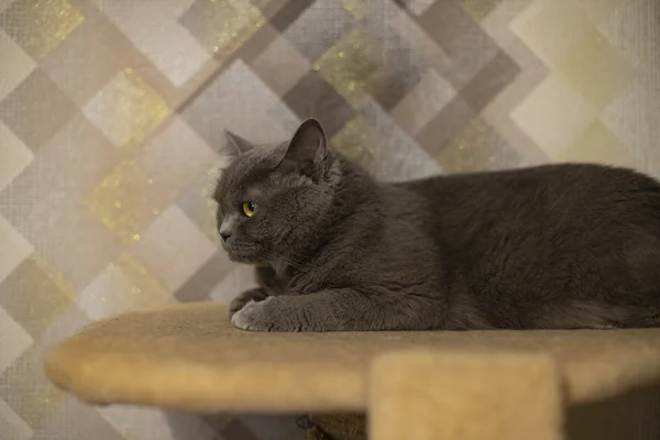 Retrato Gato Británico Acostado Estante Suave Objeto Interior Para Mascotas — Foto de Stock