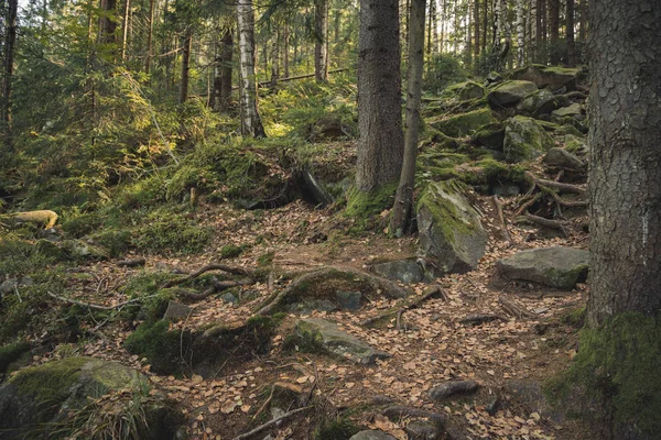 Noord Europees Hoogland Rotsachtig Bos Met Pittoreske Wortels Stenen Natuurreservaat — Stockfoto