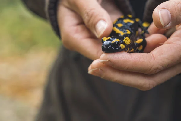 Lucertola Salamandra Fuoco Mani Femminili — Foto Stock