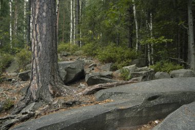 Çam ağacı kuzey ormanı manzaralı ağaç kabuğu merkezli doğa ortamı 