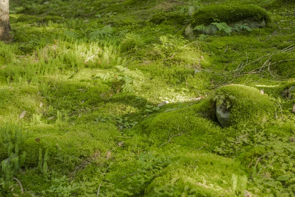 Zachte Focus Sprookje Levendig Groen Gras Weide Onder Zon Verlichting — Stockfoto