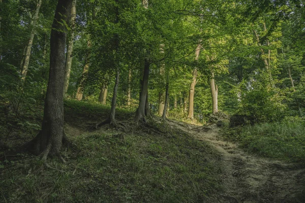 丘や緑の葉を持つ共通の森林新鮮な空気の風光明媚な環境 — ストック写真