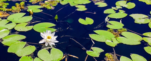 睡蓮白い花と緑の葉が湖植物の滑らかな穏やかな水面に花の風景写真 — ストック写真